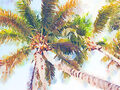 Image Not Available